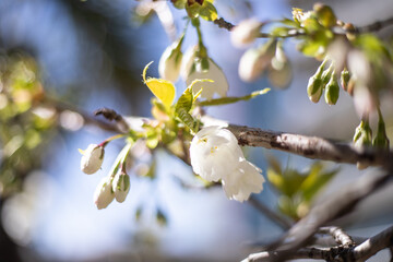 Cherry blossoms opening up