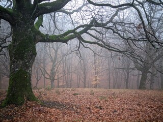 Beautiful autumn landscape. Spooky branch tree. Foggy morning.