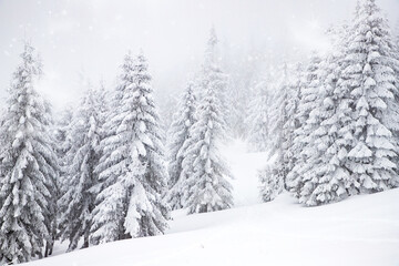 magic winter landscape with snowy fir trees
