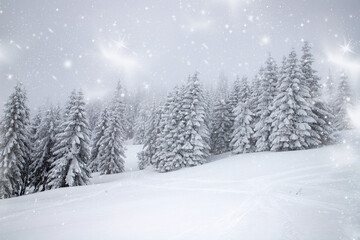 Obraz premium magic winter landscape with snowy fir trees