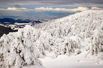 Fototapeta na wymiar magic winter landscape with snowy fir trees