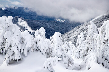 Fototapeta na wymiar magic winter landscape with snowy fir trees