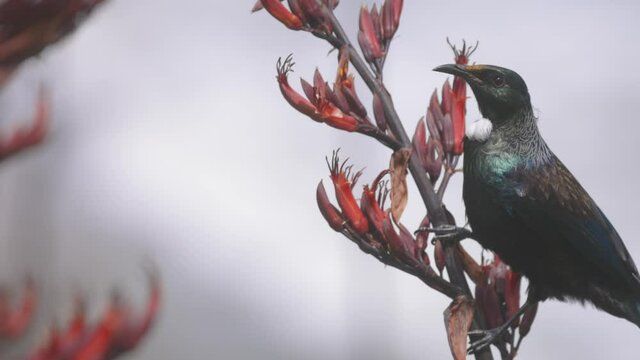 A Tui Bird In New Zealand Feeding On a Flax flowers