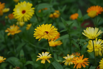 Meadow of orange pot marigold bloosom