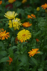 Meadow of orange pot marigold bloosom