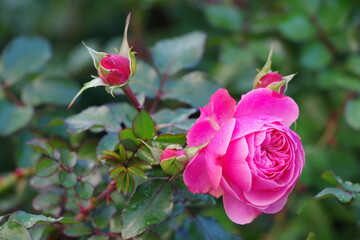 Pink rose on the green background