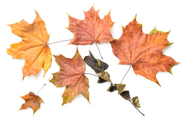 Naklejka na ściany i meble Dried autumn leaves isolated on white background