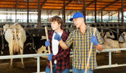 Fototapeta na wymiar Adult and young male farmers with working tools in hands standing in cowshed and talking.