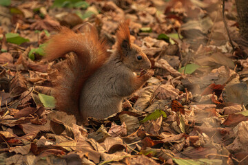 red squirrel with walnuts in the autumn forest among the leaves