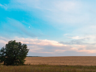 Trees and field in the evening.