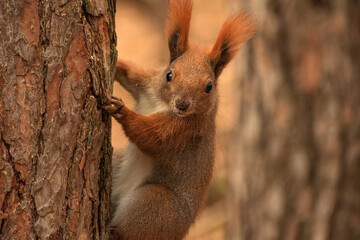 red squirrel in the autumn forest among the leaves