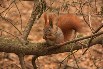 red squirrel with walnuts in the autumn forest among the leaves