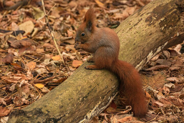 Naklejka na ściany i meble red squirrel with walnuts in the autumn forest among the leaves