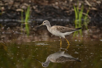 Greater Yellowlegs Foraging in Pond.