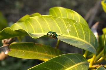 insect on green leaf