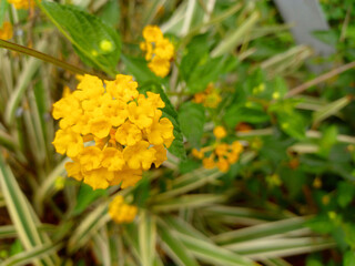 Yellow flower