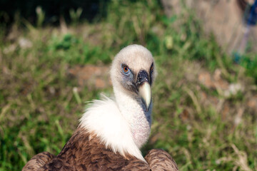griffon vulture sits on the grass against the backdrop of mountains.