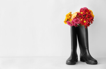 Rubber boots and beautiful chrysanthemum flowers on white background