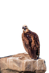 Griffon Vulture, Gyps fulvus sits on a rock. Portrait. Africa, wild world. On white background