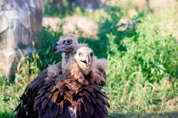 Griffon Vulture, Gyps fulvus kiss. Portrait. Africa, wild world.