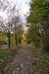 beautiful path by the river with trees in autumn