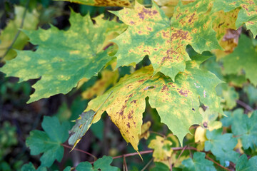 close up of maple leaves in autumn colors