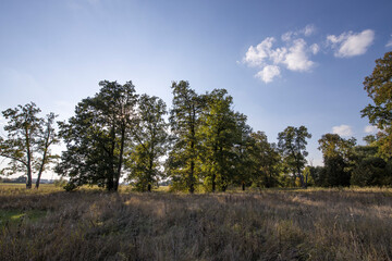 Autumn landscape beautiful colorful leaves on trees in an oak grove on a sunny day.