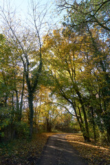 Fototapeta na wymiar beautiful forest path in autumn with many colorful leaves in sunshine under blue sky