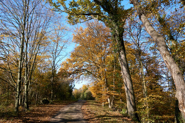 beautiful forest path in autumn with many colorful leaves in sunshine under blue sky