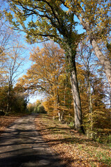 Fototapeta premium beautiful forest path in autumn with many colorful leaves in sunshine under blue sky