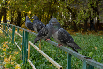 City pigeons sitting on the fence.