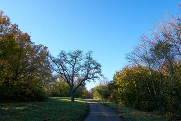 beautiful forest path in autumn with many colorful leaves in sunshine under blue sky