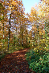 beautiful forest path in autumn with many colorful leaves in sunshine under blue sky