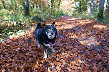 black and tan shiba inu dog stands in autumn forest