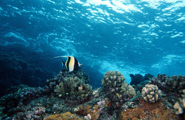 A Colorful Moorish Idol Fish Swimming on a Shallow Tropical Hawaiian Reef with Surface Waves Dynamically Dancing Above