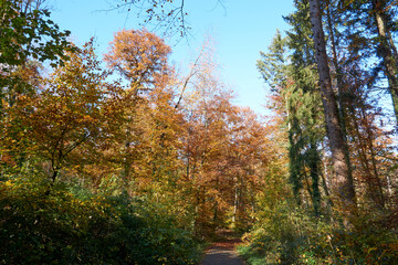 Obraz premium beautiful forest path in autumn with many colorful leaves in sunshine under blue sky
