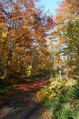 Obraz premium beautiful forest path in autumn with many colorful leaves in sunshine under blue sky