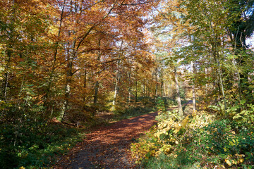 beautiful forest path in autumn with many colorful leaves in sunshine under blue sky