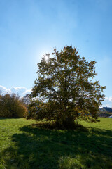 Obraz premium beautiful big tree under blue sky in sunshine