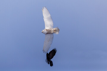 A black raven attacks a white snowy owl against a blue sky. Sikhote-Alin Biosphere Reserve.