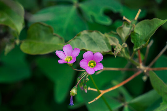 small pink flower, barabbas plant flowers or "false trevol". beautiful little flowers
