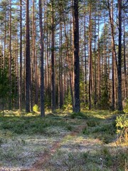 Obraz premium pine forest in the morning, tall forest trees in the sun, the first frost in autumn in the forest, frosty sunny morning