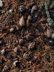 pine cones on the ground in the forest, autumn forest land