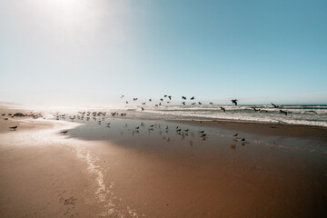 Flock of sea birds on the beach at sunset, California coastline. Wilderness area, clear blue sky on background