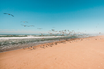 Fototapeta na wymiar Flock of sea birds on the beach, California coastline. Wilderness area, clear blue sky on background