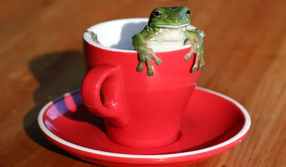 Foto op Canvas A beautiful big Australian green tree frog climbing or looking out from a bright red coffee or tea cup on a nice wooden table. © LincB