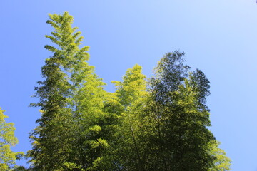 青空に枝葉を伸ばす「タケ」