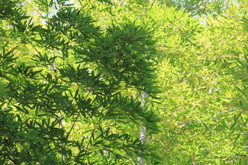 葉を茂らせている「タケ」