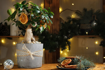 Potted houseplant decorated with Christmas decoration in cozy interior. Eco friendly alternative Christmas tree, Xmas home decor concept.