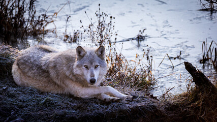 American gray wolf lying near a pond with its front legs crossed, one morning of frost.